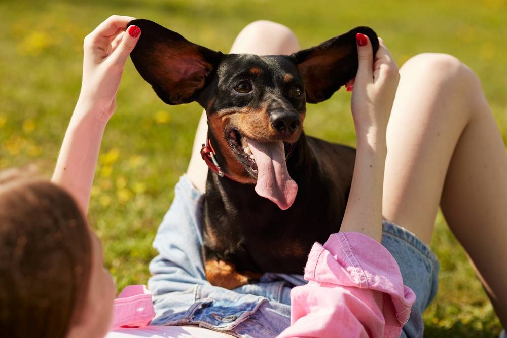 Самые смешные породы собак в мире: ТОП-30 с фото и названием