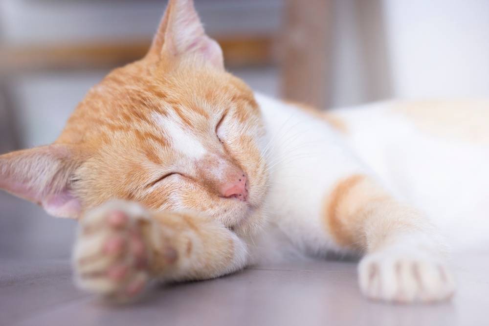 Почему котенок спит много: причины и рекомендации