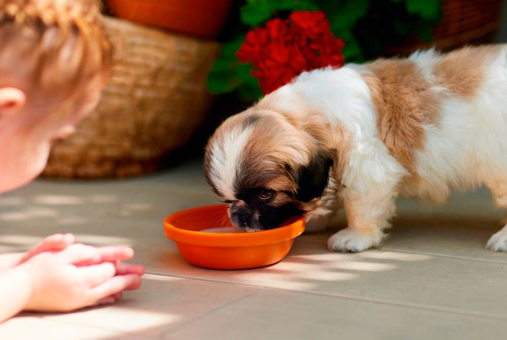 Собака не ест: что делать? Почему собака отказывается от еды?
