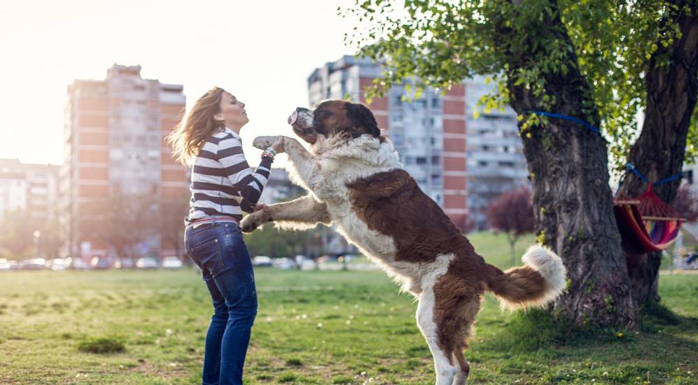 Как отучить собаку прыгать на хозяина и других людей