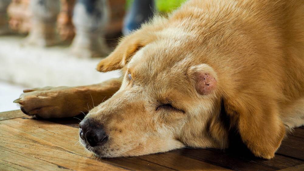 Причины воспаления лимфоузлов на шее у собаки