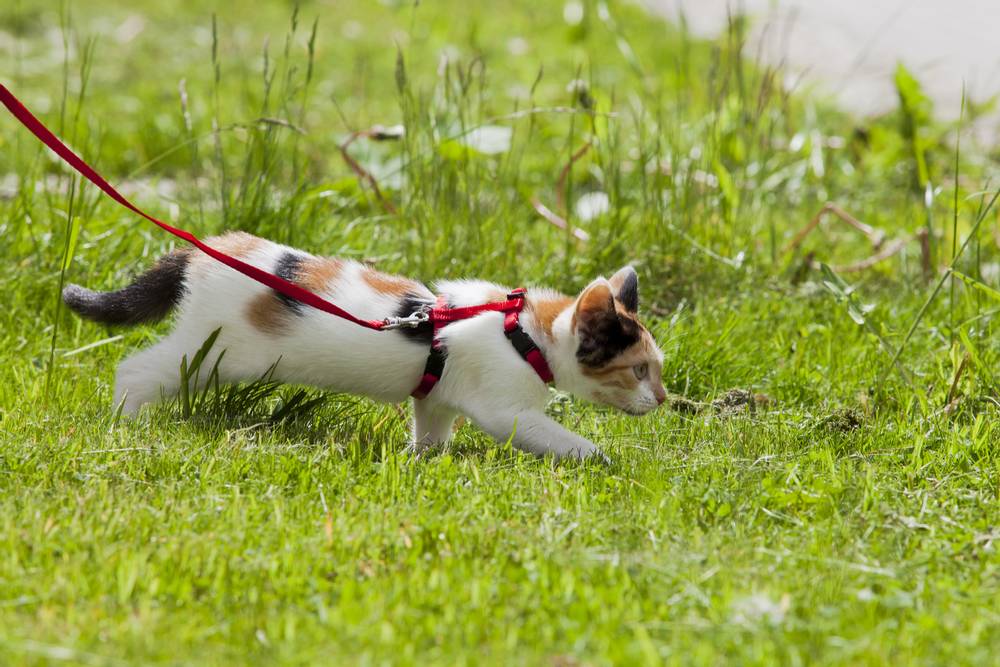 Полезно ли выгуливать кошек на улице? Преимущества и риски гуляний с питомцем