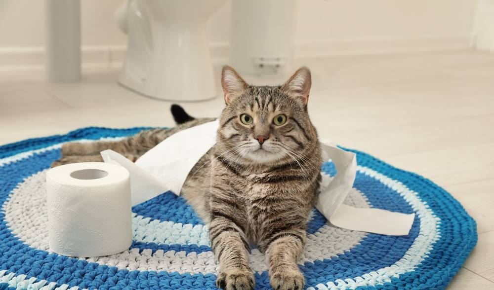 Туалет (Сибирская кошка) с сеткой, зеленый для кошек