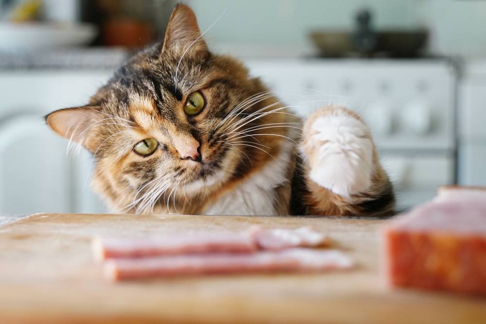 Можно ли кошку свинину и если нельзя давать, то почему?