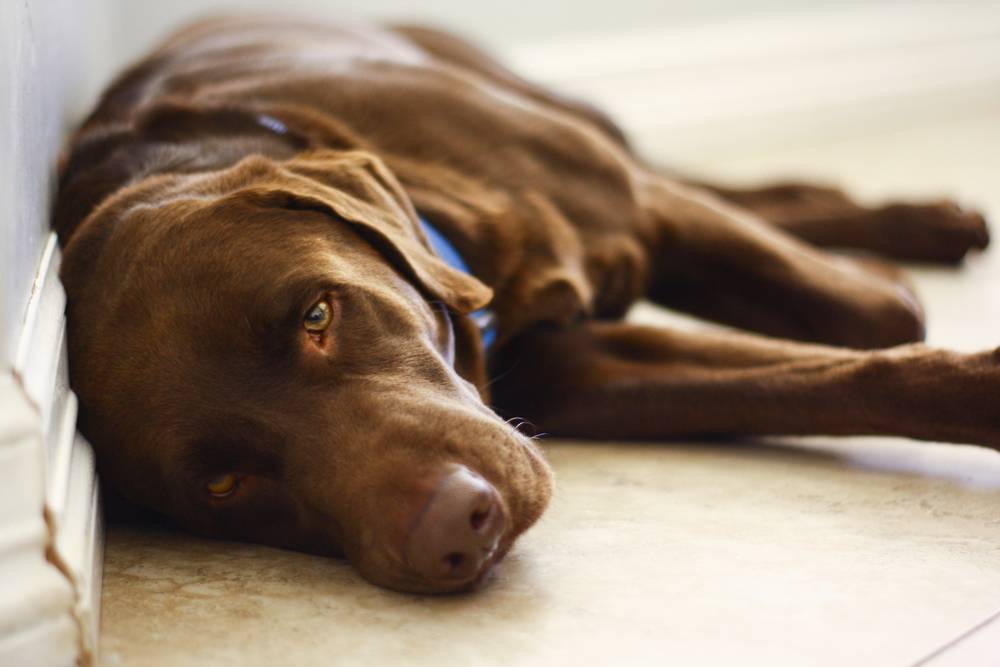 Что вызывает вздутие живота у собак?