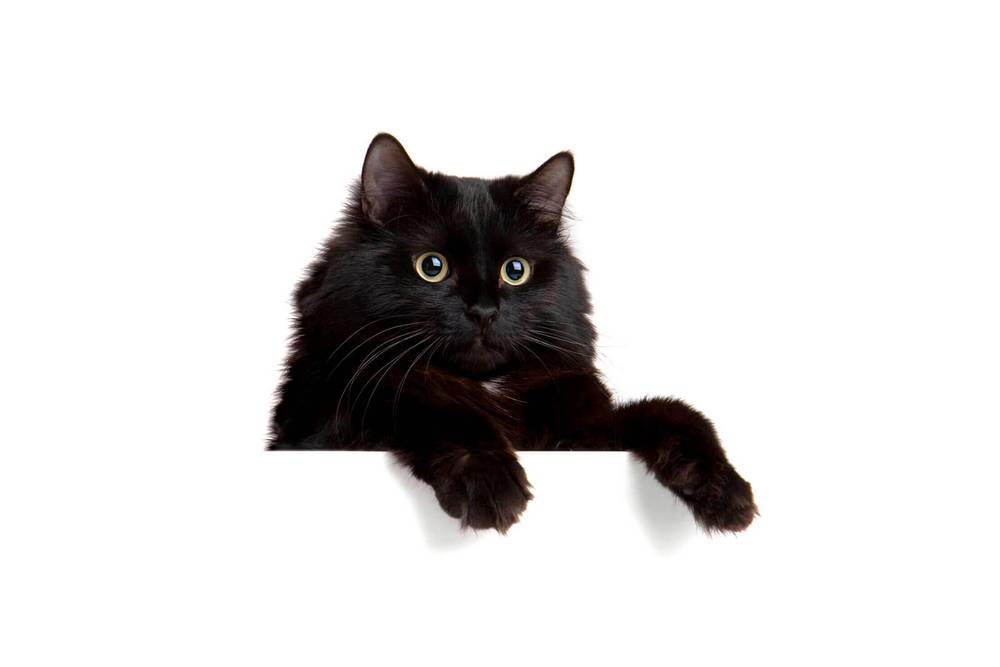 Смешное Фото Черного Кота