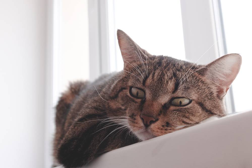 Почему кошки похудела: 14 причин и что делать?