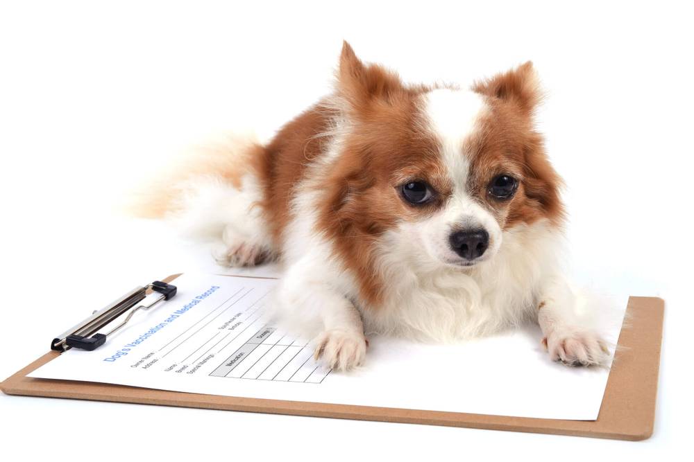 Родословная собаки: как получить документы