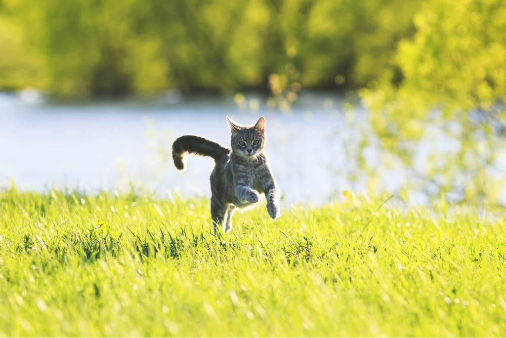 скорость бега кошки