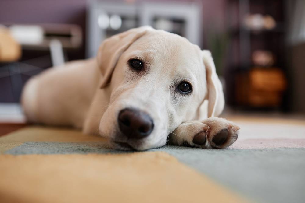 Пневмония у собак – признаки, диагностика и лечение воспаления лёгких