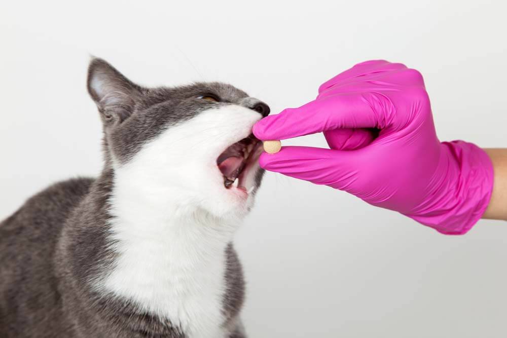 как напоить кошку лекарством