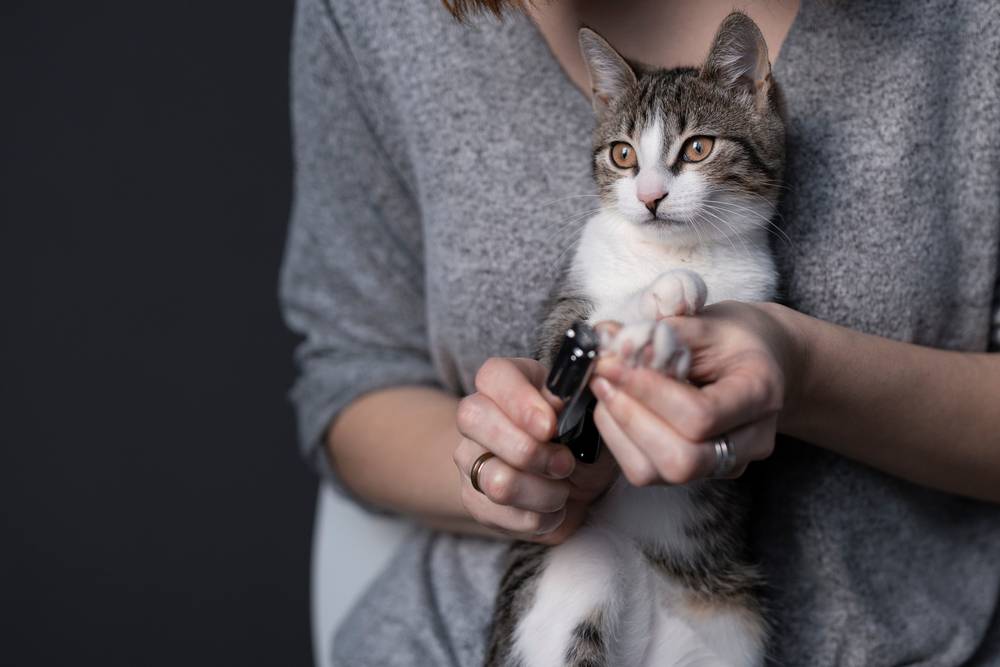 Как стричь когти кошке и котенку – правильно обрезаем «ногти» в домашних условиях