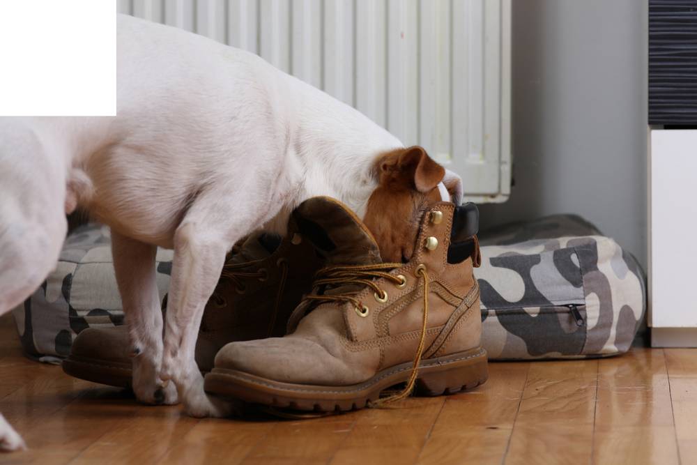 Собака грызет обувь. Что делать?