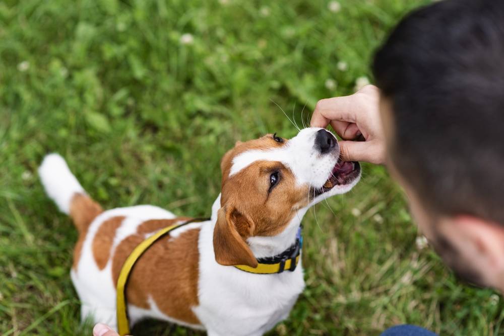 Чем кормить джек-рассел-терьера: щенка и взрослую собаку, чем нельзя,  советы по питанию
