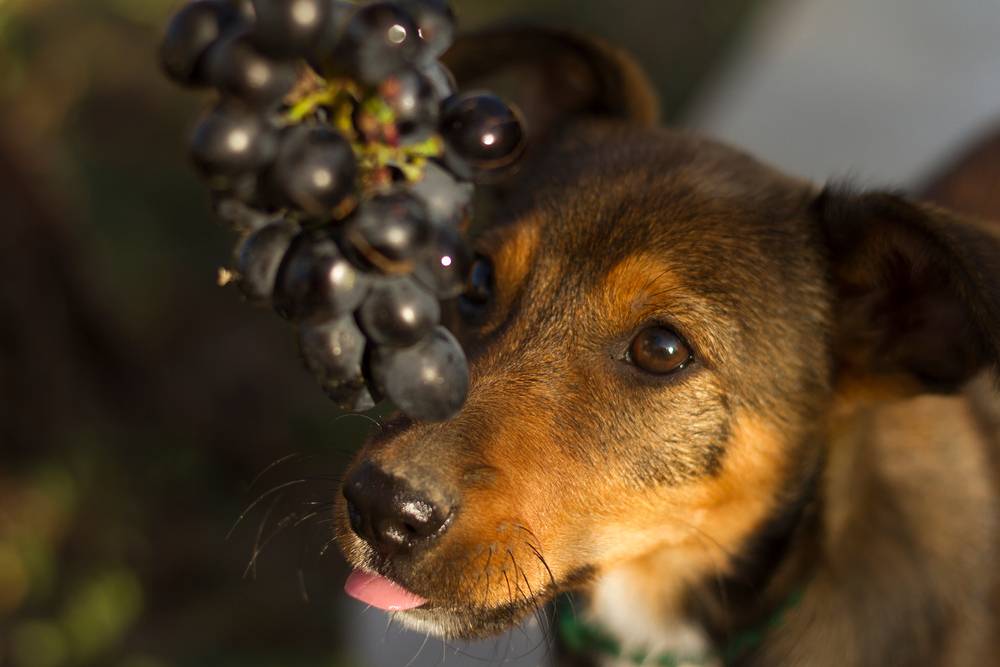 Рекомендации ветеринаров: почему виноград запрещен для собак