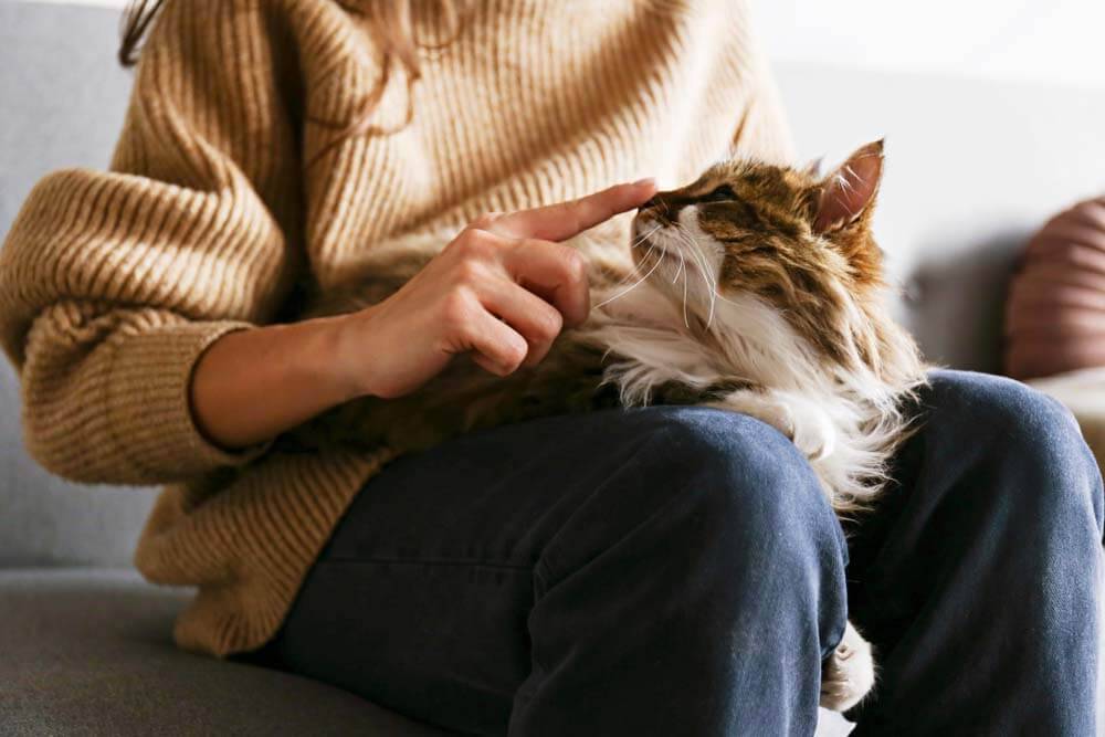 гипоаллергенные кошки для астматиков