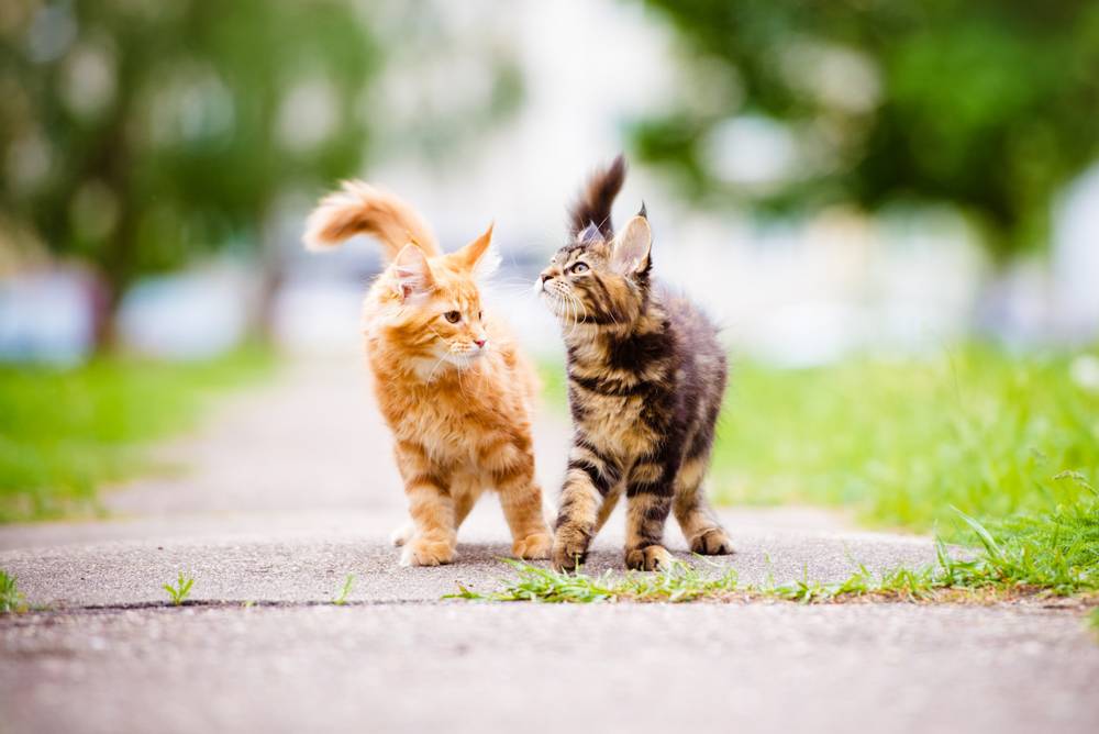 Вязка кошек - правила и рекомендации врачей. Ветеринарная клиника 