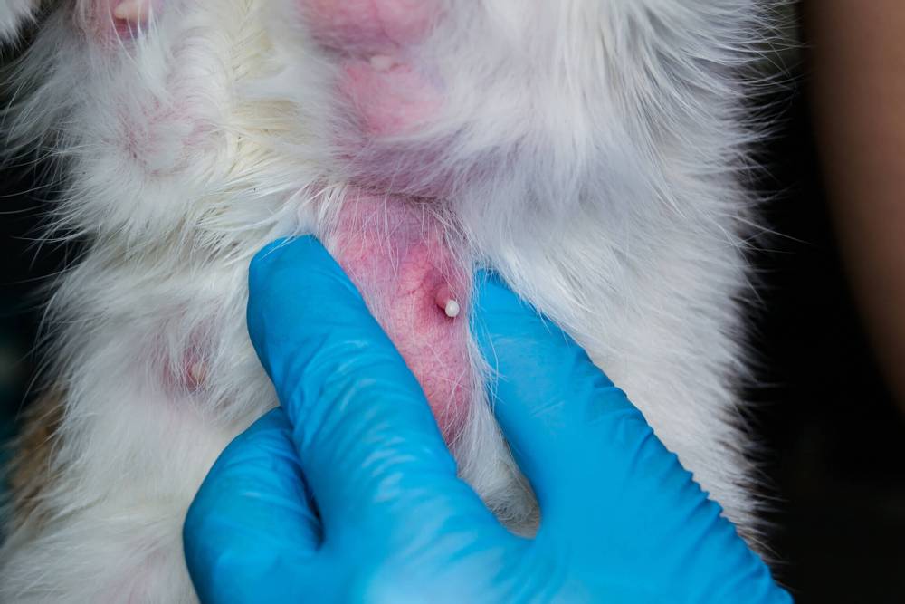 Мастит у кошки: симптомы и лечение воспаления молочной железы