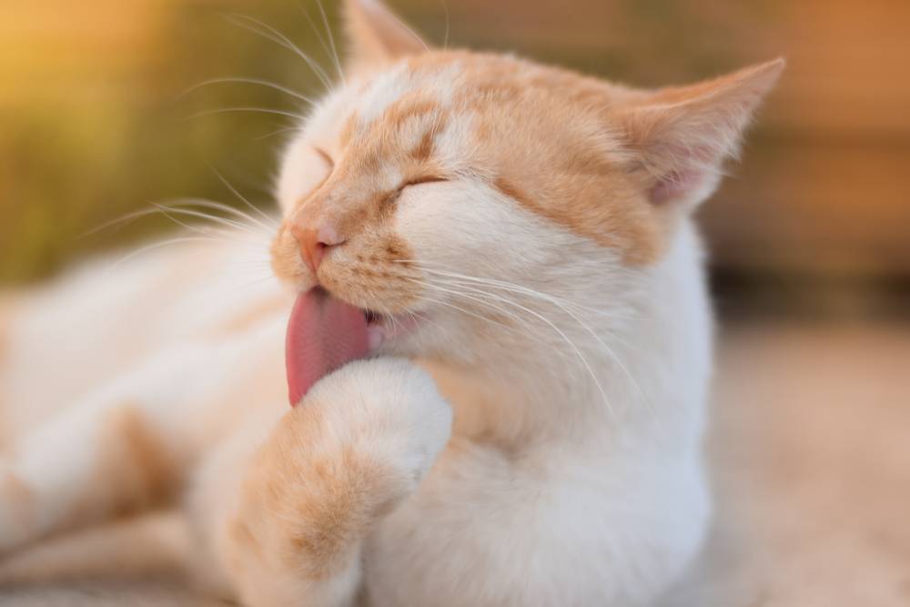 Симптомы, причины и лечение фолликулита у кошек - полезная информация