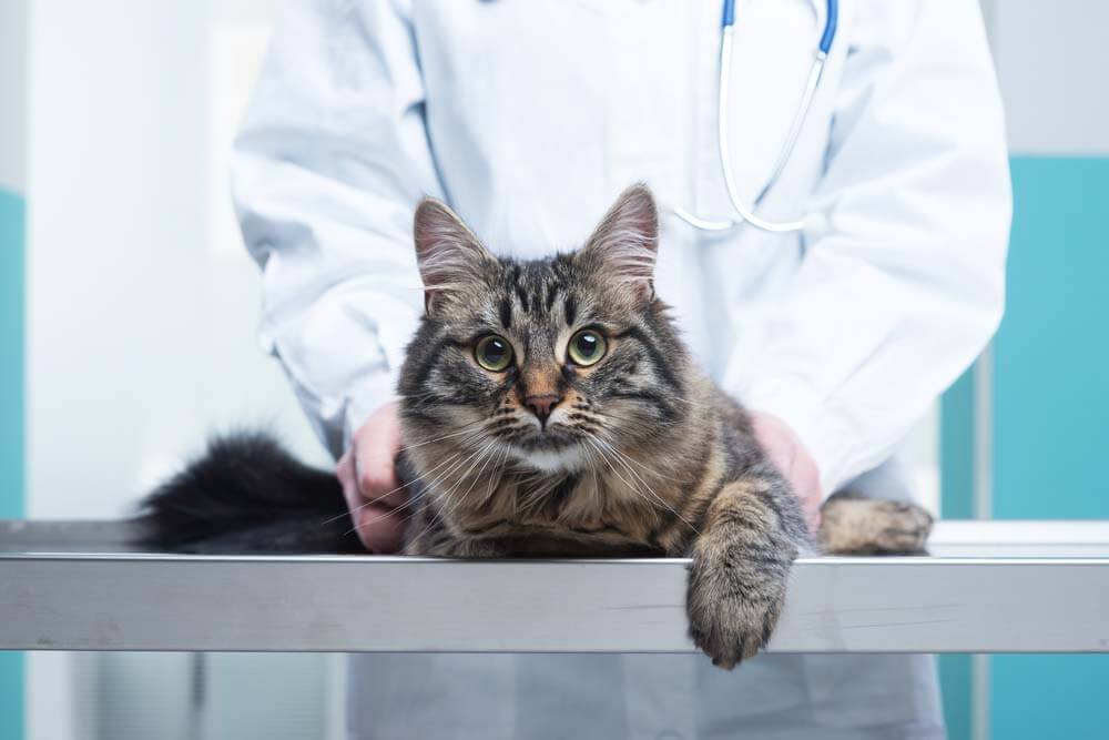 Мочекаменная болезнь у котов: симптомы и лечение