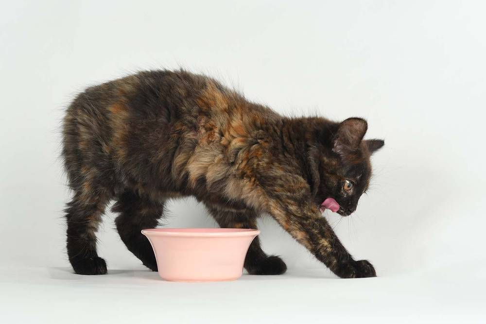 почему кошки загребают еду