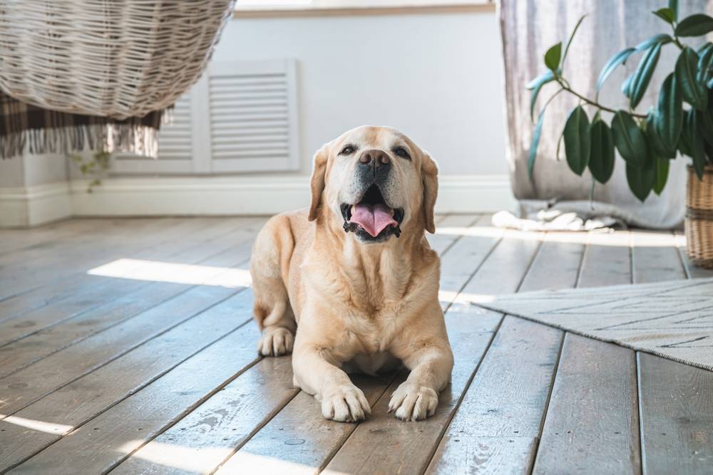Породы собак для квартиры: ТОП-50 больших, средних и маленьких – какую  лучше завести?