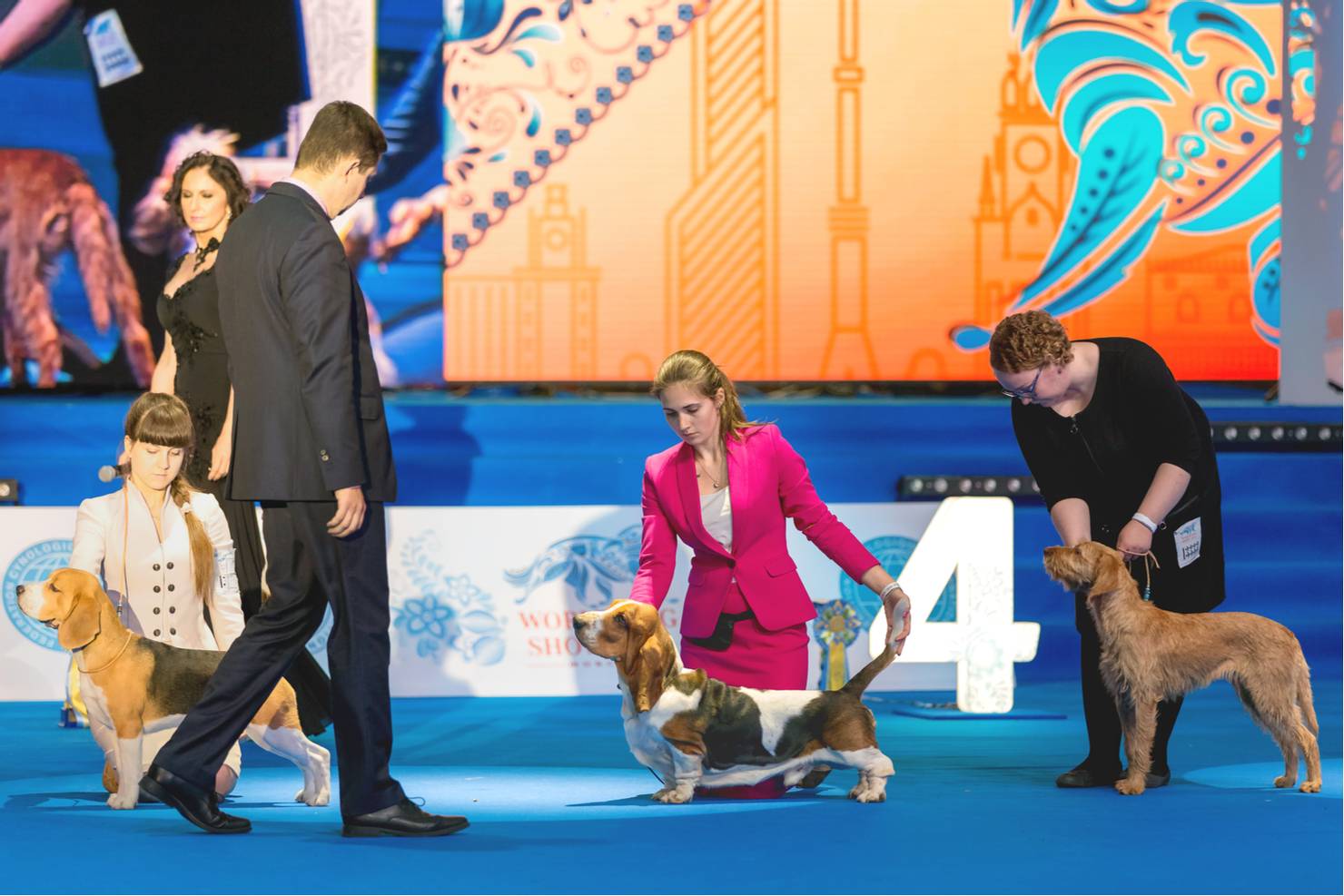 Дог шоу НТВ. Выставка собак AKC National Championship. Чемпион России на выставке собак. Дог шоу заставка.