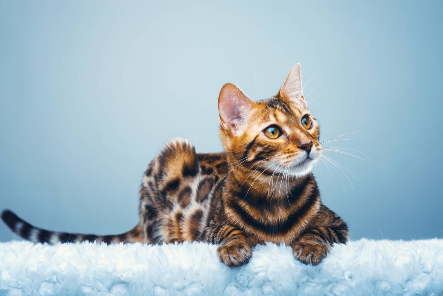 Самые красивые породы кошек с описанием и фото на Petstory