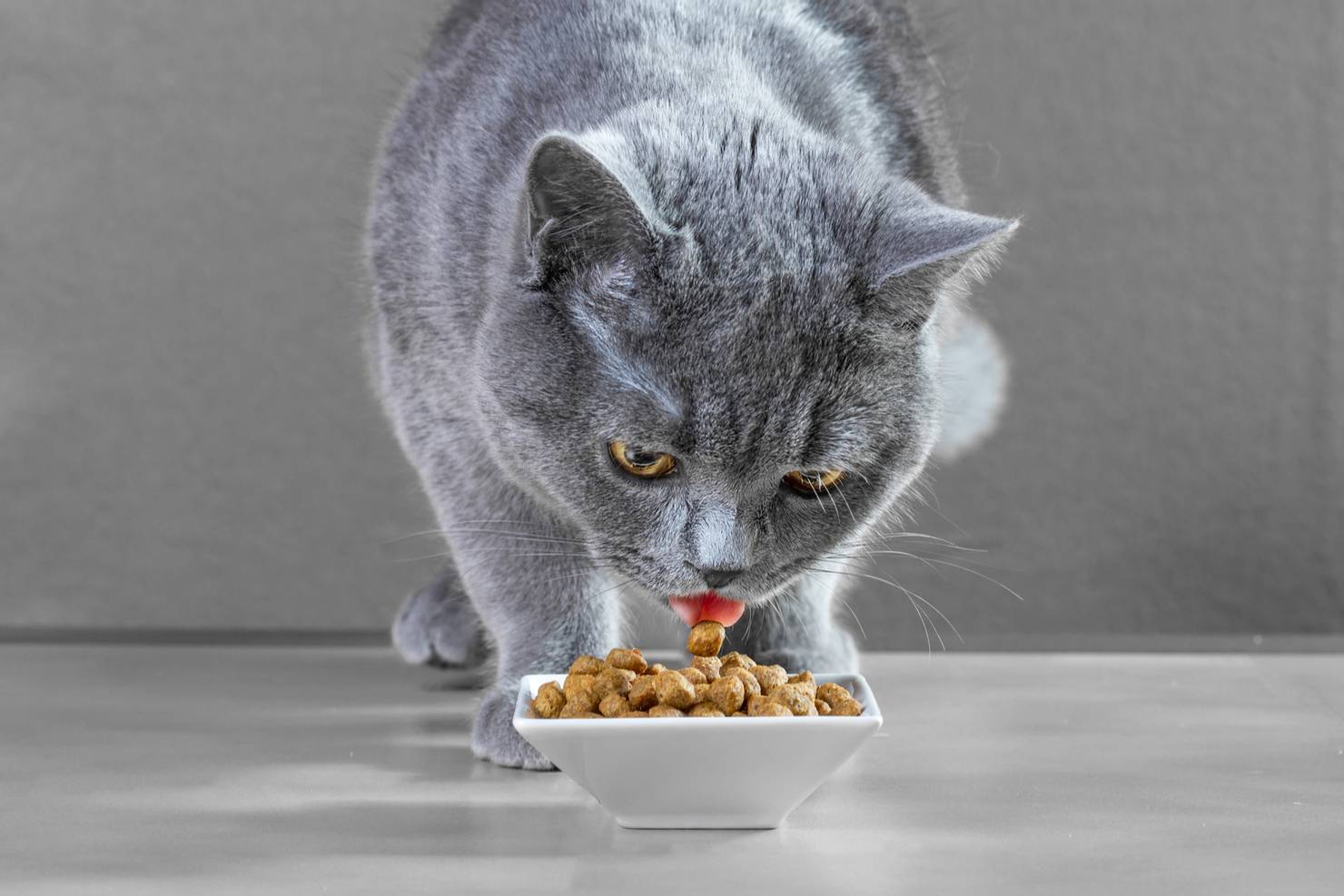 фото котята едят