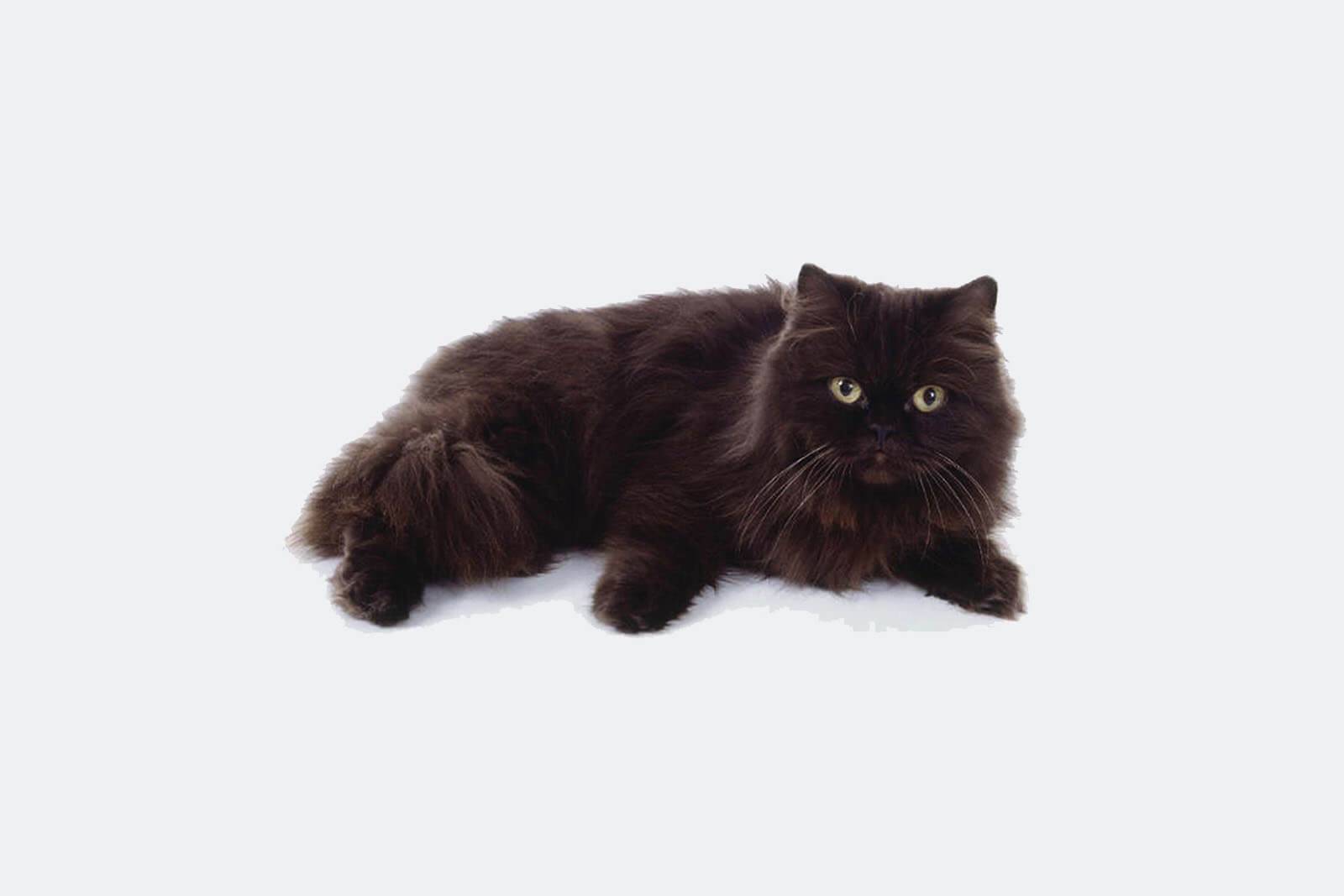Йоркская шоколадная кошка длинношерстная