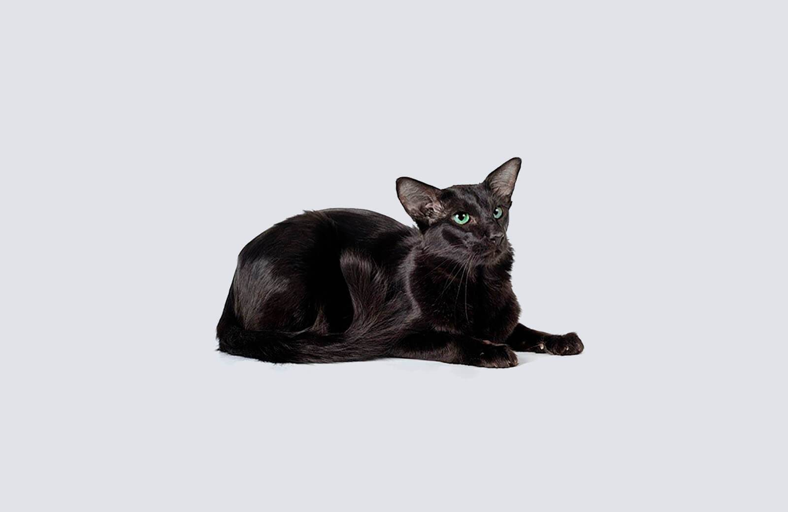 Яванская кошка