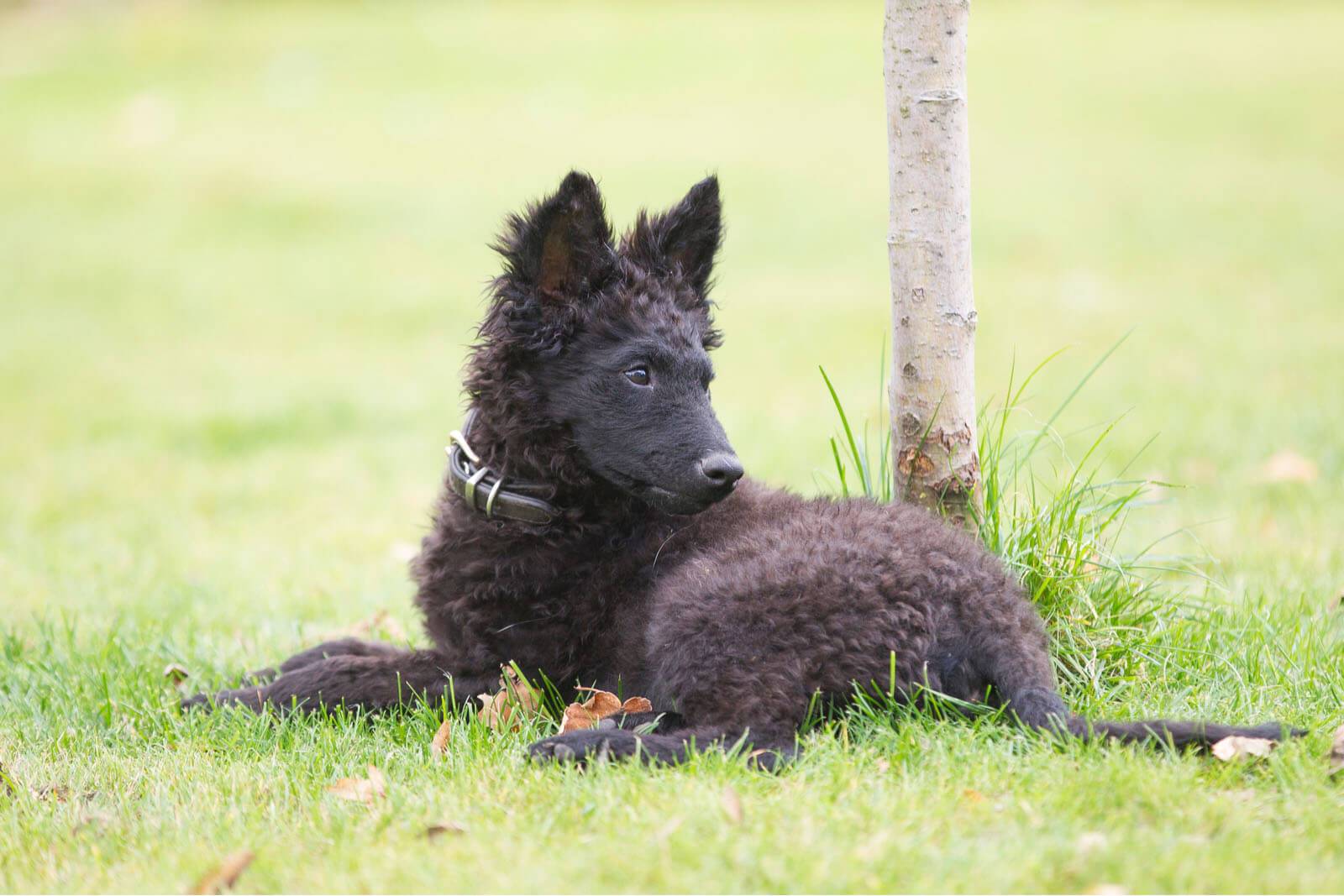 Венгерская пастушья собака (муди): характеристики породы, фото, характер,  правила ухода и содержания