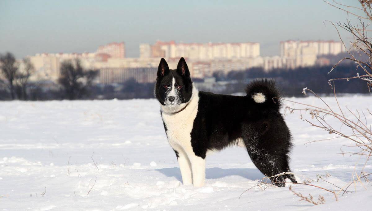 Восточно европейская лайка фото