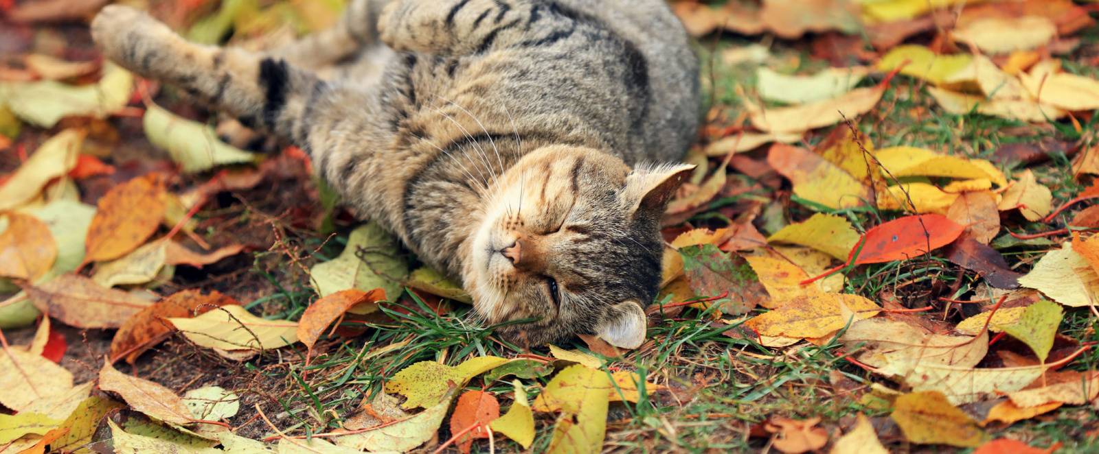 кошка лысеет