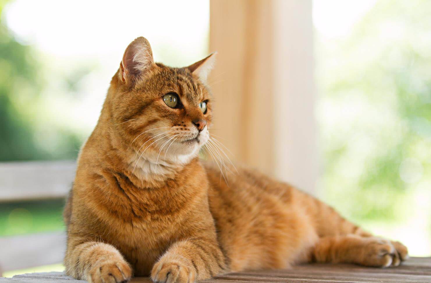Порода кошки азиатская табби: характеристики, фото, характер, правила ухода  и содержания - Petstory