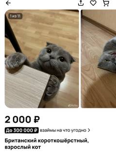 0a60ed125de94112ab413abfa3aff651.jpeg