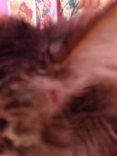 34483ea3626e4a0295202227b8ba9513.jpeg