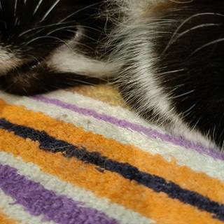 56ae73fdd63245fdbdc1411e78b5c9d1.jpeg