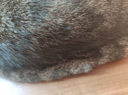 70e495b3ad604a95adadf9ee13799d73.jpeg
