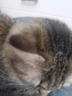 a73acea2c0774ab399b1744e6fece87f.jpeg
