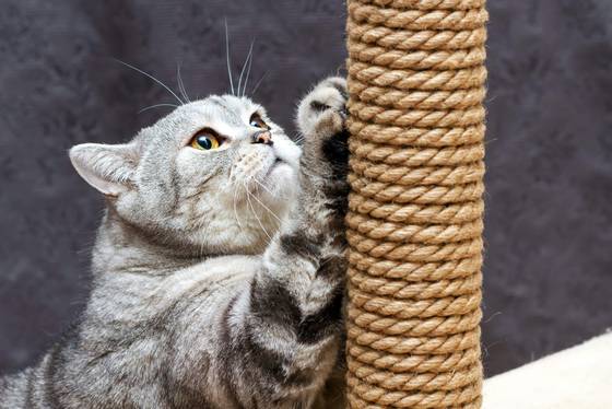 Какую когтеточку лучше купить для кошки — советы (petstory.ru)