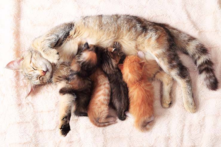 Сколько котят может родить кошка: в первый раз, последующие и максимум