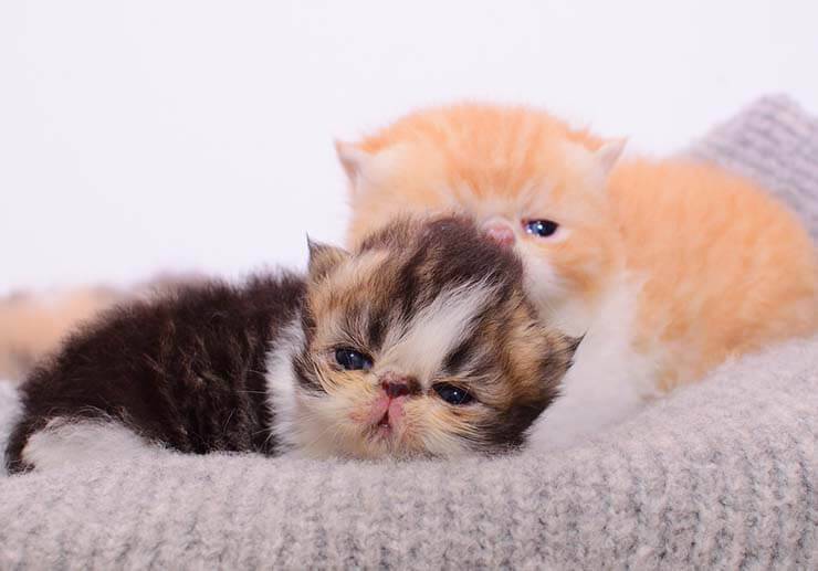 Сколько котят может родить кошка: в первый раз, последующие и максимум