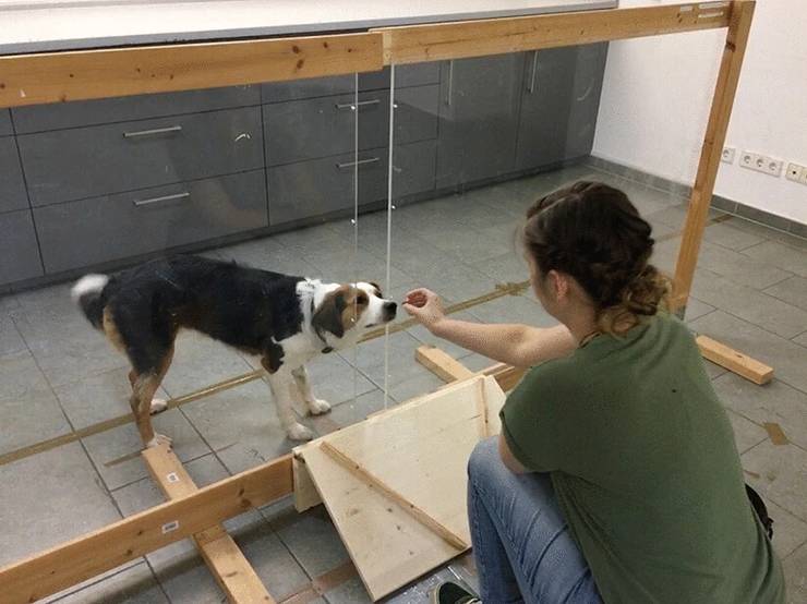 ученые исследуют способности собак