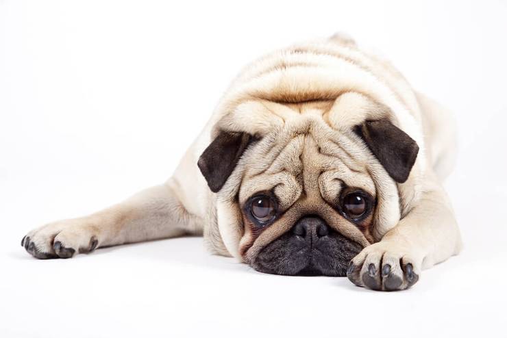 собака грустит без хозяина