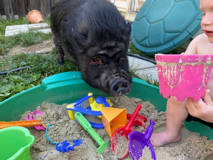 Свинка Дизель