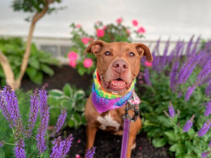 питбуль Коппер, 7 лет