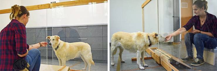 эксперимент над собаками и их реакциями