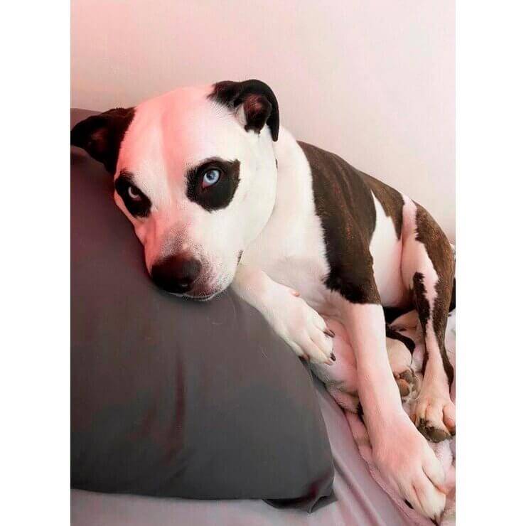 пес по кличке Панда, 5 лет