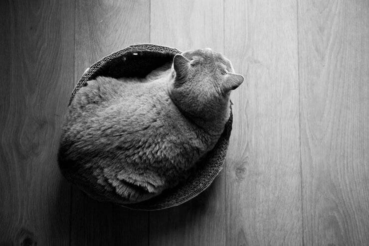 британская кошка отдыхает в одиночестве